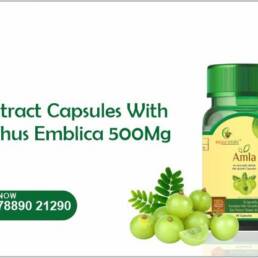 Amla Extract Capsules With Phyllanthus Emblica 500Mg